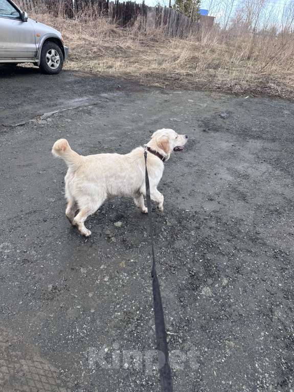Собаки в Первоуральске: Золотистый ретривер Мальчик, 30 000 руб. - фото 3