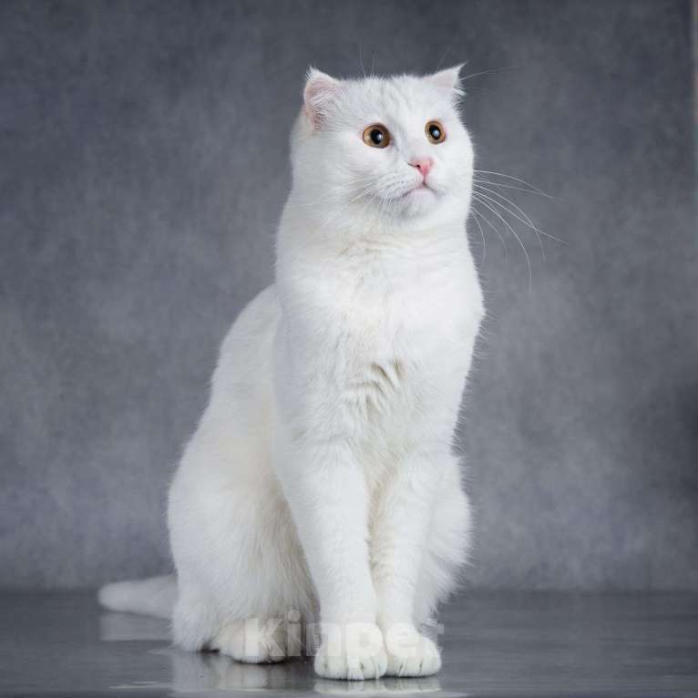 Кошки в Москве: Интеллигентный ласковый глухой котик Эклер Мальчик, Бесплатно - фото 5