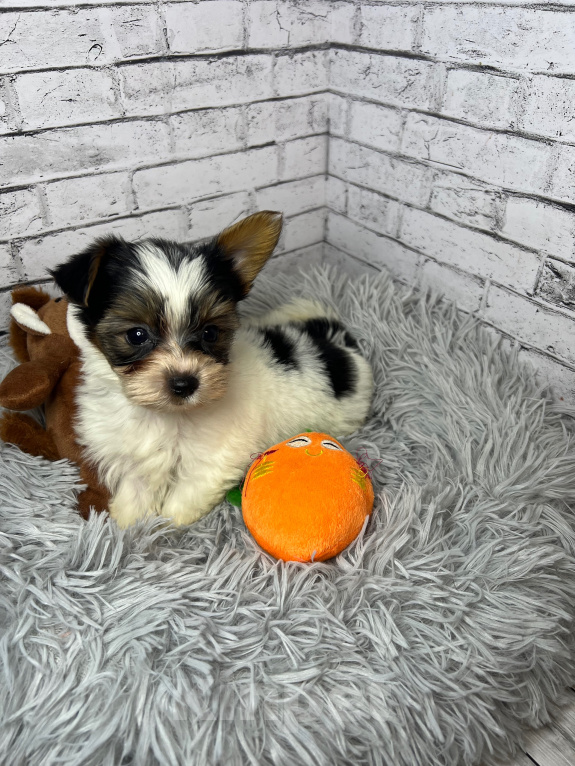 Собаки в Санкт-Петербурге: Бивер Девочка, 40 000 руб. - фото 4