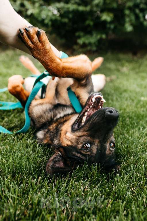 Собаки в Москве: Идеальный Ирвин ищет дом Мальчик, Бесплатно - фото 8