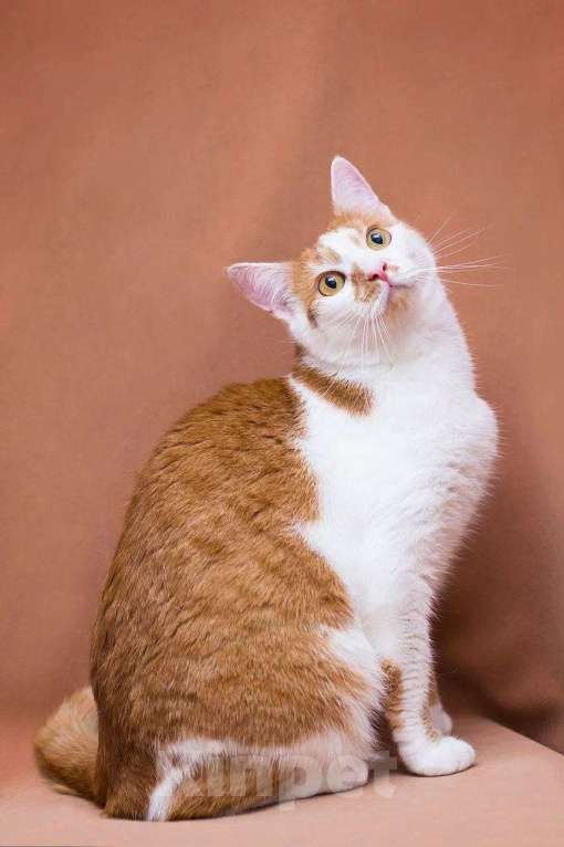 Кошки в Москве: Рыжая Лионелла в добрые руки Девочка, Бесплатно - фото 1