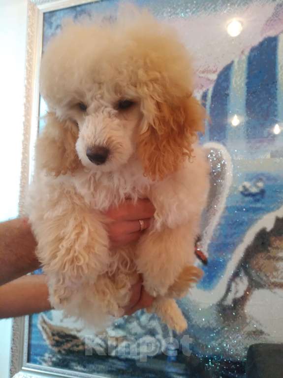 Собаки в Краснодаре: Продам той пуделя Девочка, 18 000 руб. - фото 1