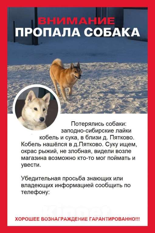 Собаки в Юрге: Юрга ищу лайку Девочка, Бесплатно - фото 1