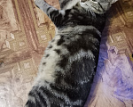 Кошки в Новосибирске: Джаггер Мальчик, Бесплатно - фото 1