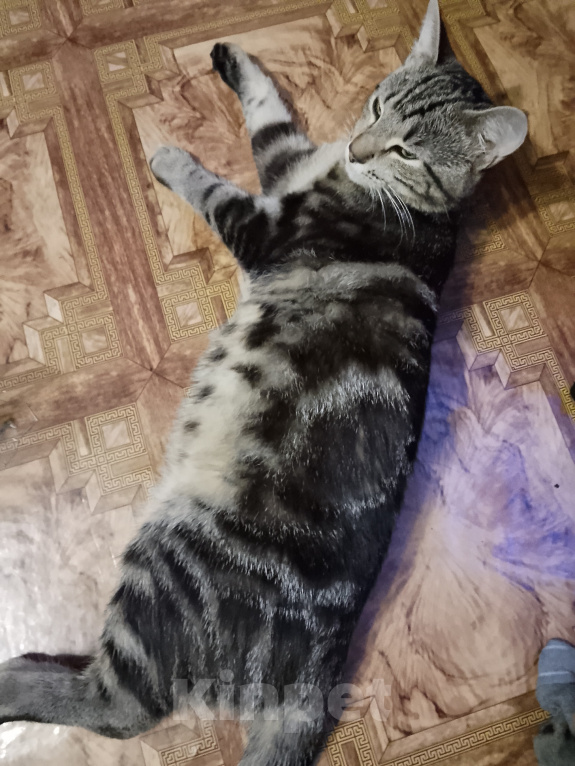 Кошки в Новосибирске: Джаггер Мальчик, Бесплатно - фото 1
