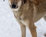 Собаки в Москве: Марсель в поиске надёжного дома Мальчик, Бесплатно - фото 5
