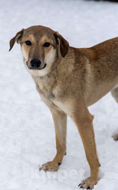 Собаки в Москве: Марсель в поиске надёжного дома Мальчик, Бесплатно - фото 5