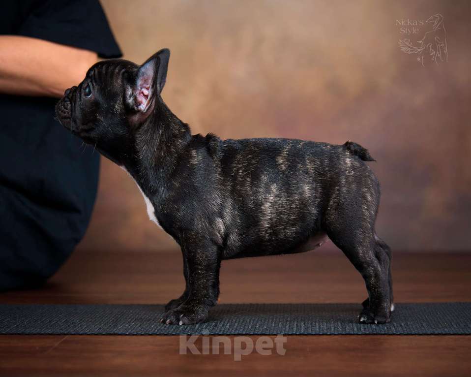 Собаки в Ростове-на-Дону: Готовы к переезду. Девочка, 35 000 руб. - фото 8