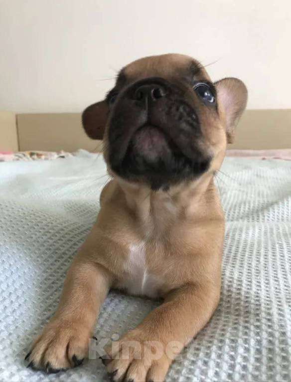 Собаки в Москве: продам малышей бульдога Мальчик, 16 999 руб. - фото 4