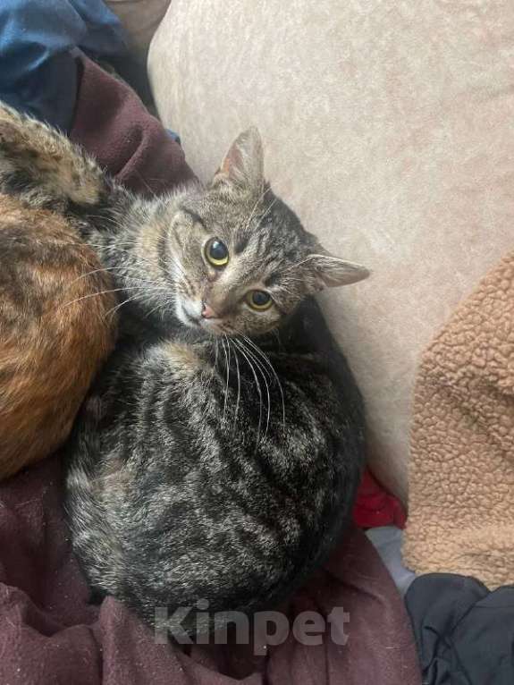 Кошки в Москве: Джо ищет дом Мальчик, Бесплатно - фото 1