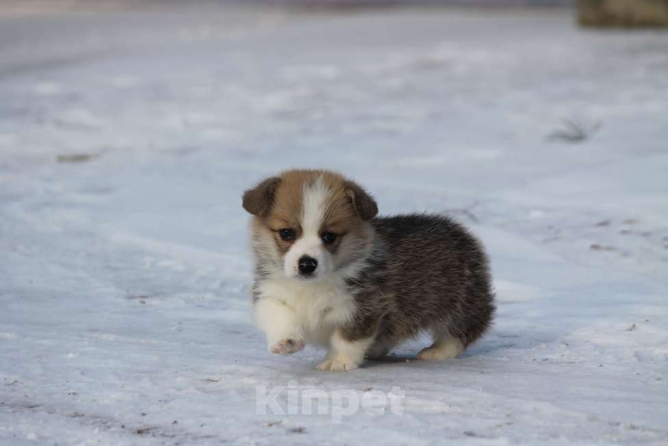 Собаки в Одинцово: Вельш Корги Пемброк Девочка, 60 000 руб. - фото 2