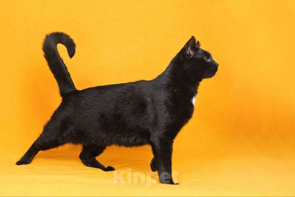 Кошки в Москве: Солидный кот для солидных господ Мальчик, Бесплатно - фото 4