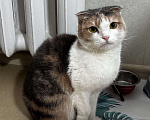 Кошки в Кстово: Отдам кошку Девочка, Бесплатно - фото 2