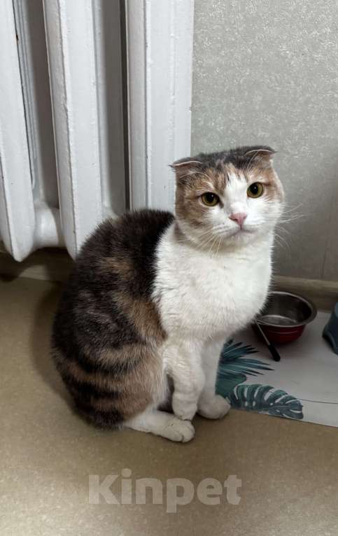 Кошки в Кстово: Отдам кошку Девочка, Бесплатно - фото 2