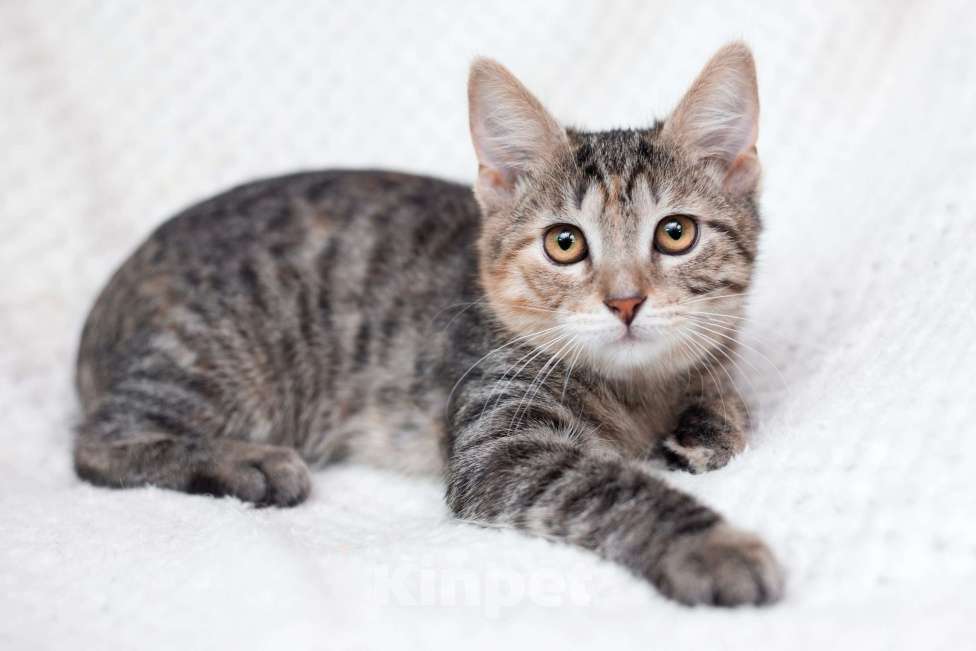 Кошки в Москве: Трехцветный полосатый котёнок Тея в добрые руки Девочка, 1 руб. - фото 3