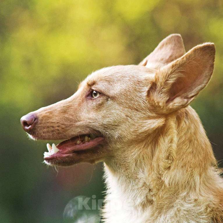 Собаки в других городах Московской области: Тата, 9 кг 4 года ищет семью Девочка, Бесплатно - фото 10