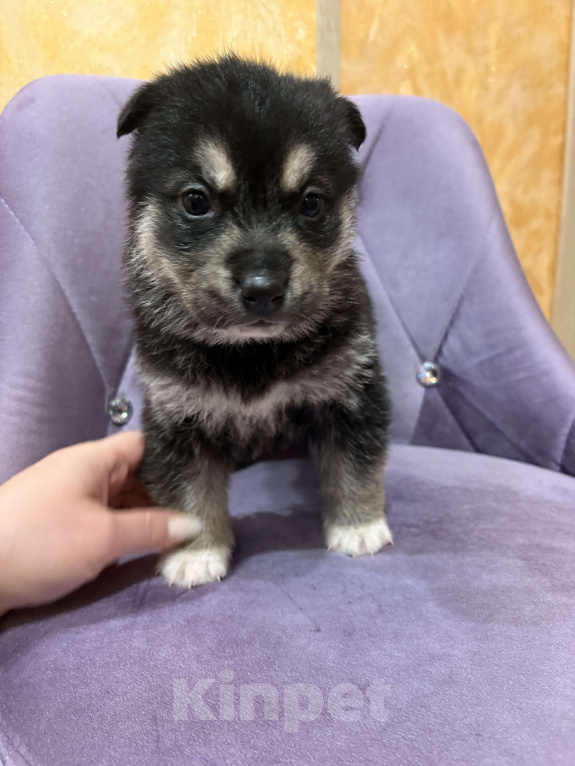 Собаки в других городах Свердловской области: Черника Девочка, Бесплатно - фото 4