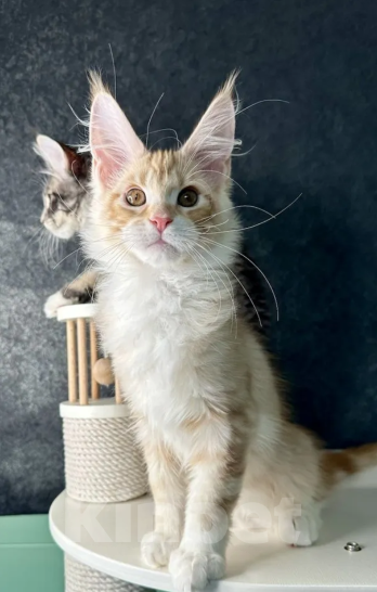 Кошки в Москве: Мейн Кун мальчик Мальчик, 70 000 руб. - фото 3