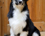 Собаки в Москве: Австралийская Овчарка Аусси щенок  Мальчик, 25 000 руб. - фото 2