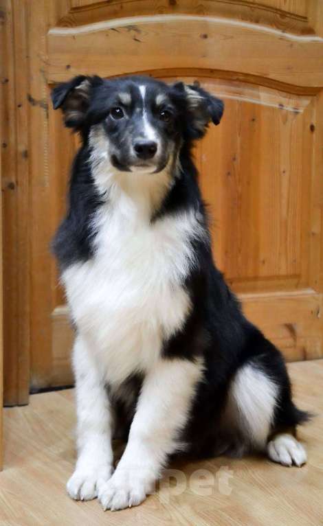 Собаки в Москве: Австралийская Овчарка Аусси щенок  Мальчик, 25 000 руб. - фото 2