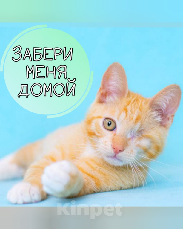 Кошки в Москве: Малыш инвалид, рыжий котёнок ищет семью Мальчик, 10 руб. - фото 1