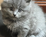Кошки в Москве: Продаю котеночка Мальчик, 3 000 руб. - фото 3