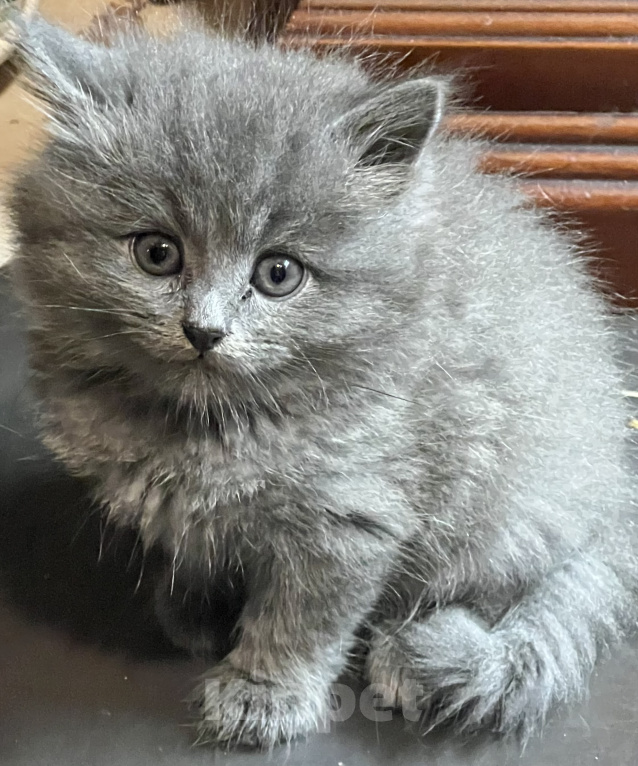 Кошки в Москве: Продаю котеночка Мальчик, 3 000 руб. - фото 3