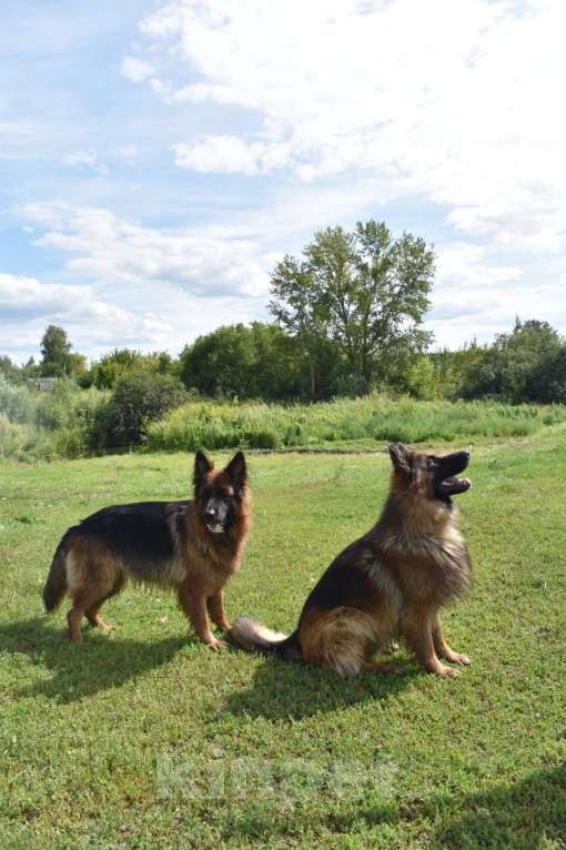 Собаки в Пензе: Щенок немецкой овчарки длинношерстной Мальчик, 35 000 руб. - фото 2