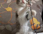 Кошки в Нижнем Новгороде: Котенок в добрые руки Мальчик, Бесплатно - фото 1