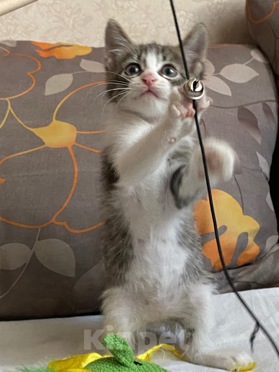 Кошки в Нижнем Новгороде: Котенок в добрые руки Мальчик, Бесплатно - фото 1
