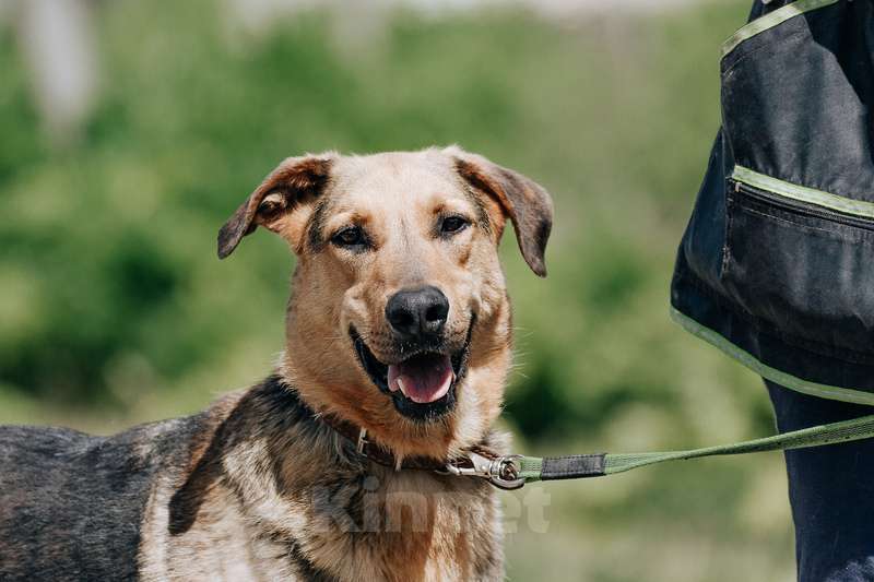 Собаки в Москве: Несчастный пес Брэд — с детства до 4 лет в приюте Мальчик, Бесплатно - фото 8