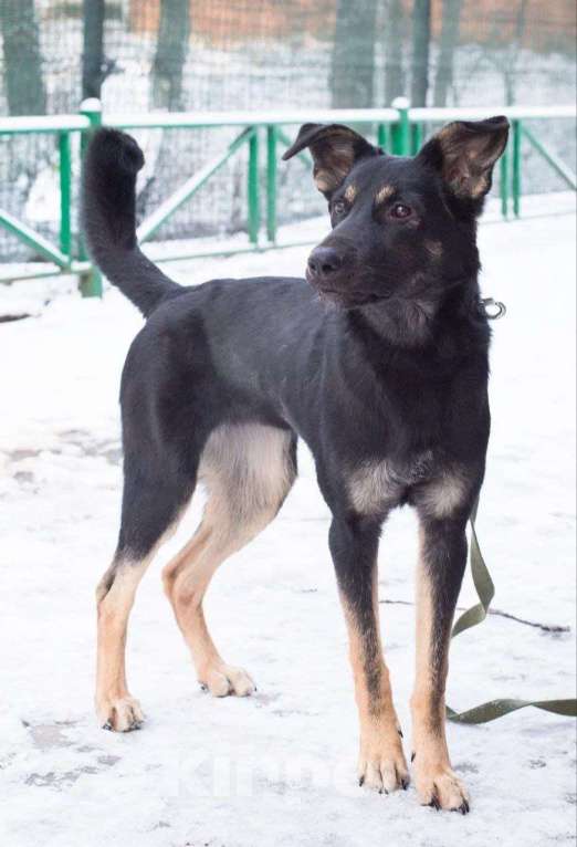 Собаки в Москве: Метис овчарки Марта в добрые руки Девочка, Бесплатно - фото 2