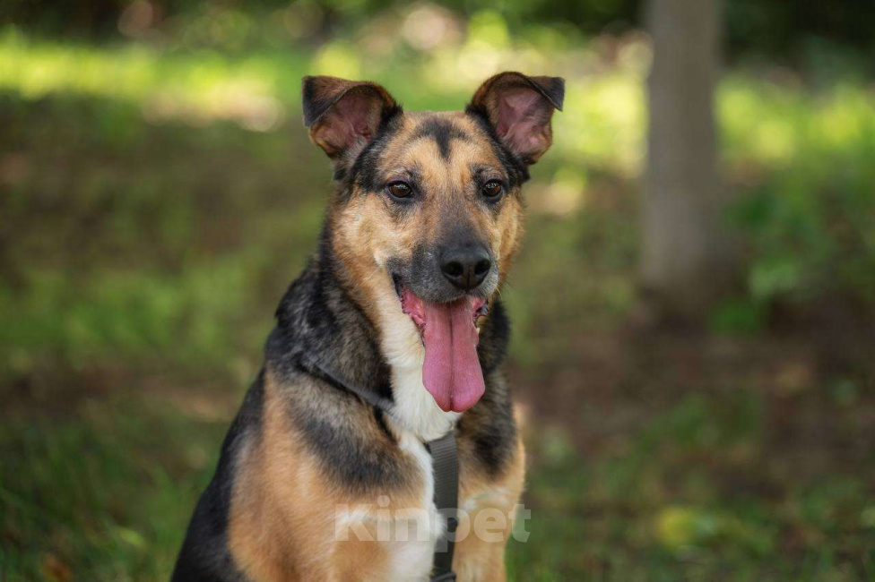 Собаки в Москве: Пес Рио ищет дом Мальчик, Бесплатно - фото 2