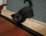 Кошки в Тольятти: Котенок скотишш фолд, темный шоколад Девочка, Бесплатно - фото 5