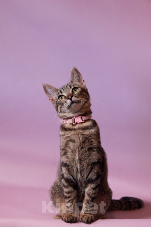 Кошки в Москве: Котенок Мисси ищет дом Девочка, Бесплатно - фото 1
