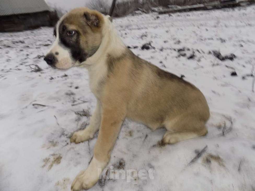 Собаки в Москве: Среднеазиатская овчарка, щенки Девочка, 25 000 руб. - фото 8