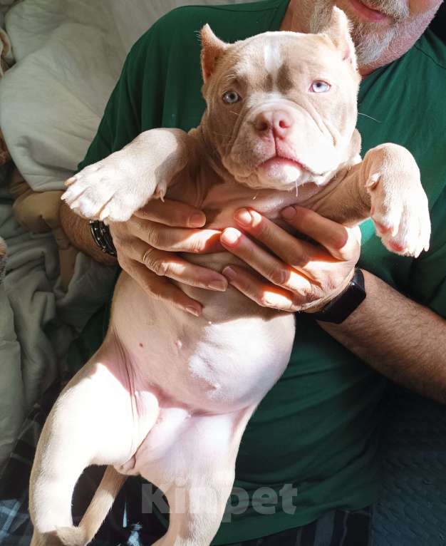 Собаки в Москве: Продается прекрасная девочка булли, покет Девочка, 145 000 руб. - фото 2