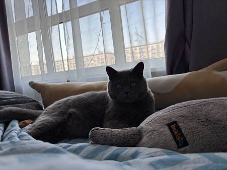 В добрые ручки