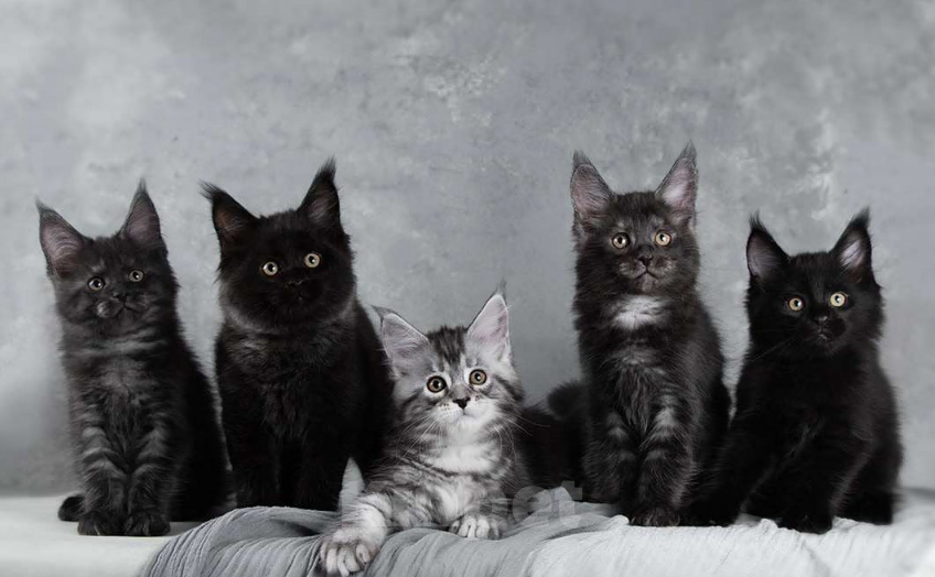 Кошки в Москве: Мейн-кун котята уши, лапы, хвост XXL Мальчик, 100 000 руб. - фото 2