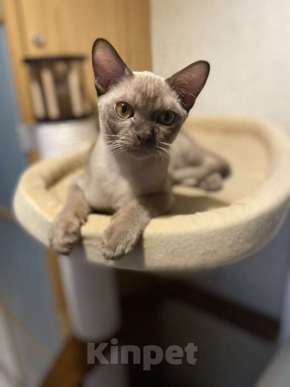 Кошки в Нижнем Новгороде: Бурманские котята Разнополые, 35 000 руб. - фото 3