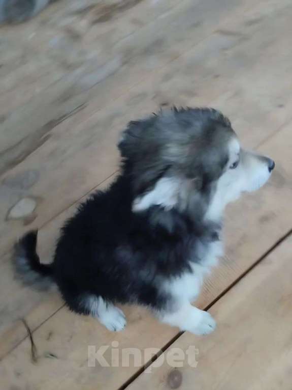 Собаки в Лосином-Петровском: малыш из ппбж якутска Мальчик, Бесплатно - фото 4