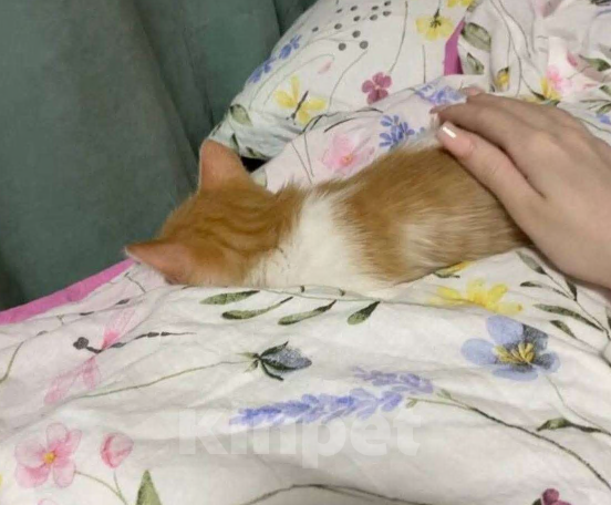 Кошки в Балашихе: котёнок, бело-рыжая девочка, в добрые руки  Девочка, Бесплатно - фото 3