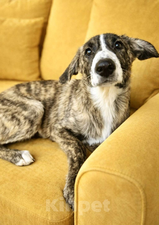 Собаки в Москве: Тигра Терри ищет дом Девочка, Бесплатно - фото 1