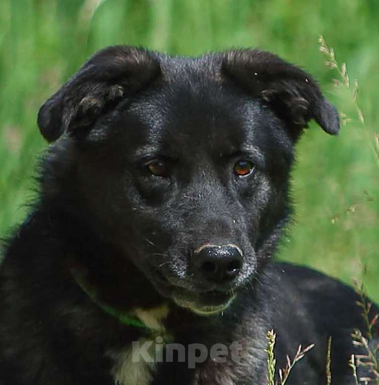 Собаки в Москве: Пес для большой семьи Мальчик, Бесплатно - фото 7