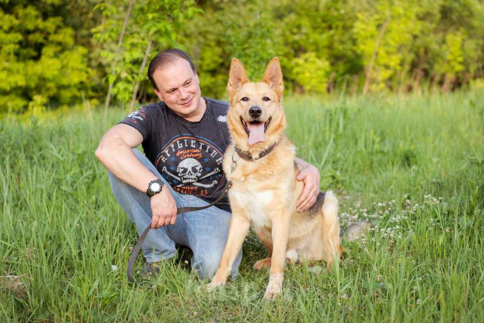 Собаки в Москве: Лорд ищет дом Мальчик, Бесплатно - фото 3