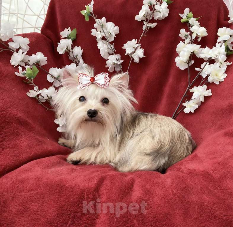 Собаки в Москве: Мини йорк девочка золотая подрощенная Девочка, 80 000 руб. - фото 4