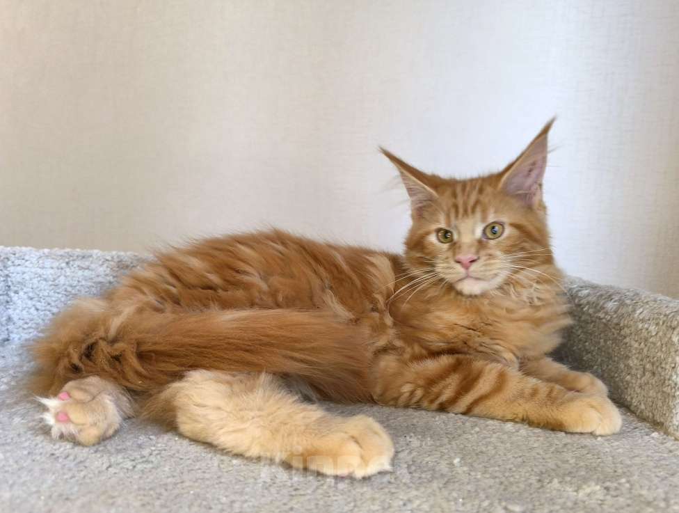 Кошки в Санкт-Петербурге: Зэна Девочка, 45 000 руб. - фото 1