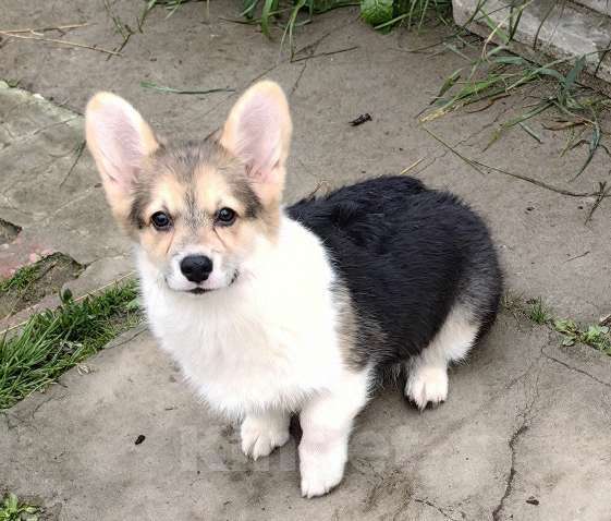 Собаки в Москве: Девочка  - 4 мес. Девочка, 50 000 руб. - фото 4