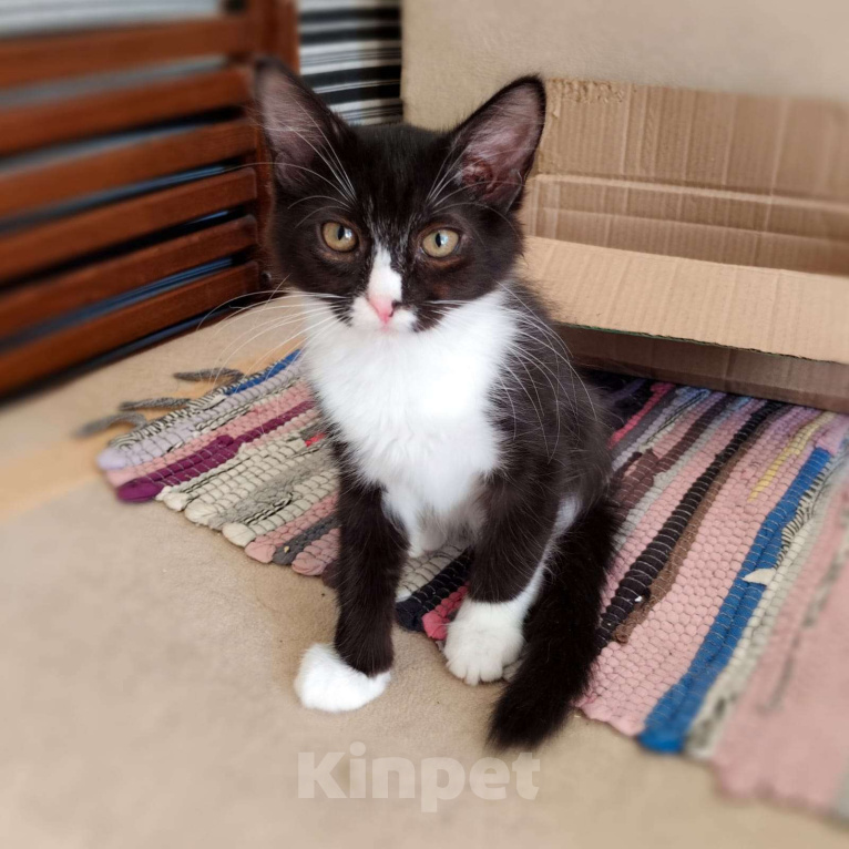 Кошки в Москве: Ласковое чудо Мальчик, Бесплатно - фото 2