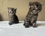 Кошки в Новокузнецке: Шотландский котенок  Мальчик, 5 000 руб. - фото 3